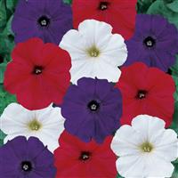 Madness<sup>®</sup> Old Glory Mixture Petunia