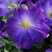 Sophistica<sup>®</sup> Blue Morn Petunia