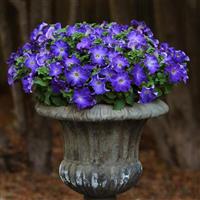 Sophistica<sup>®</sup> Blue Morn Petunia