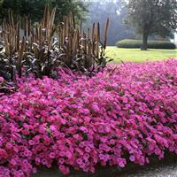 Tidal Wave<sup>®</sup> Purple Spreading Petunia