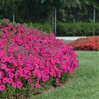 Tidal Wave<sup>®</sup> Purple Spreading Petunia