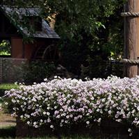 Tidal Wave<sup>®</sup> Silver Spreading Petunia