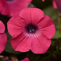 Tidal Wave<sup>®</sup> Hot Pink Spreading Petunia