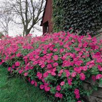 Tidal Wave<sup>®</sup> Hot Pink Spreading Petunia