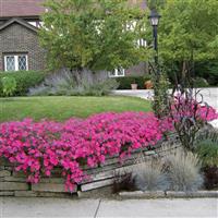 Tidal Wave<sup>®</sup> Hot Pink Spreading Petunia