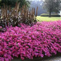 Tidal Wave<sup>®</sup> Hot Pink Spreading Petunia