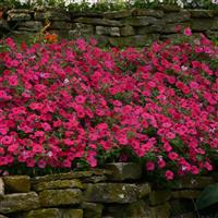 Tidal Wave<sup>®</sup> Hot Pink Spreading Petunia