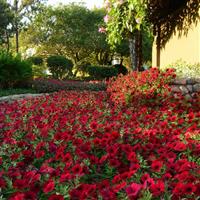 Tidal Wave<sup>®</sup> Red Velour Spreading Petunia