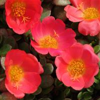 Toucan Scarlet Shades Purslane