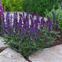 Salvia New Dimension™ Blue