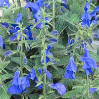 Salvia Patio Deep Blue