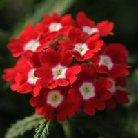 Quartz XP Red with Eye Verbena