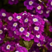 Quartz XP Violet with Eye Verbena