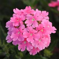 Quartz XP Pink Verbena