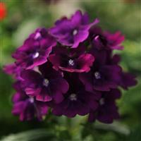 Quartz XP Purple Verbena