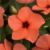 Tattoo™ Orange Vinca