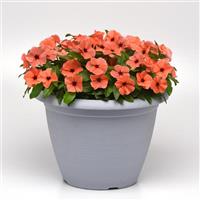 Tattoo™ Orange Vinca