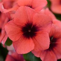 Tattoo™ Papaya Vinca