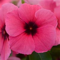 Tattoo™ Raspberry Vinca