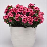 Tattoo™ Raspberry Vinca