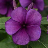 Tattoo™ Blueberry Vinca