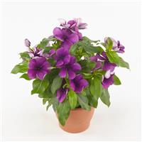 Tattoo™ Blueberry Vinca