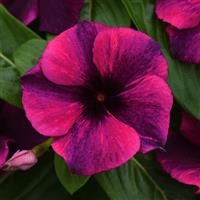 Tattoo™ Black Cherry Vinca