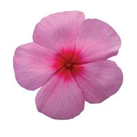 Titan™ Blush Vinca