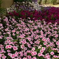 Titan™ Blush Vinca