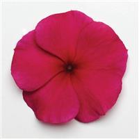 Titan™ Burgundy Vinca