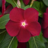 Titan™ Cranberry Vinca