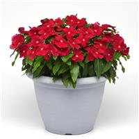 Titan™ Cranberry Vinca