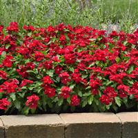 Titan™ Cranberry Vinca