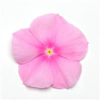 Titan™ Icy Pink Vinca