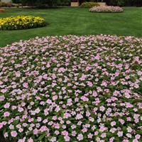 Titan™ Icy Pink Vinca