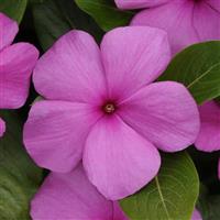 Titan™ Lilac Vinca