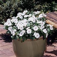 Titan™ Polka Dot Vinca