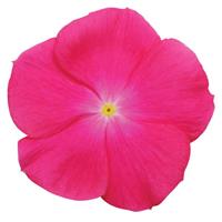 Titan™ Rose Vinca