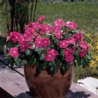 Titan™ Rose Vinca