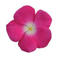 Titan™ Rose Halo Vinca