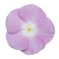 Titan™ Lavender Blue Halo Vinca