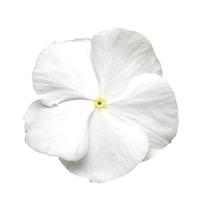 Titan™ Pure White Vinca