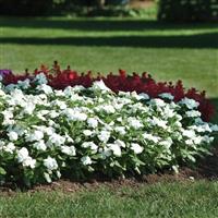 Titan™ Pure White Vinca