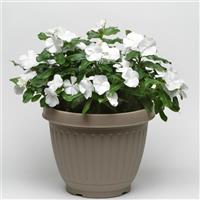 Titan™ Pure White Vinca