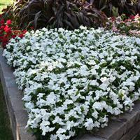 Titan™ Pure White Vinca