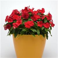 Titan™ Dark Red Vinca