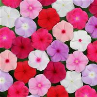 Titan™ Mixture Vinca