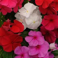 Titan™ Clear Mixture Vinca