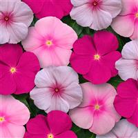 Titan™ Bubble Gum Mixture Vinca