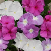 Titan™ Summer Breeze Mixture Vinca